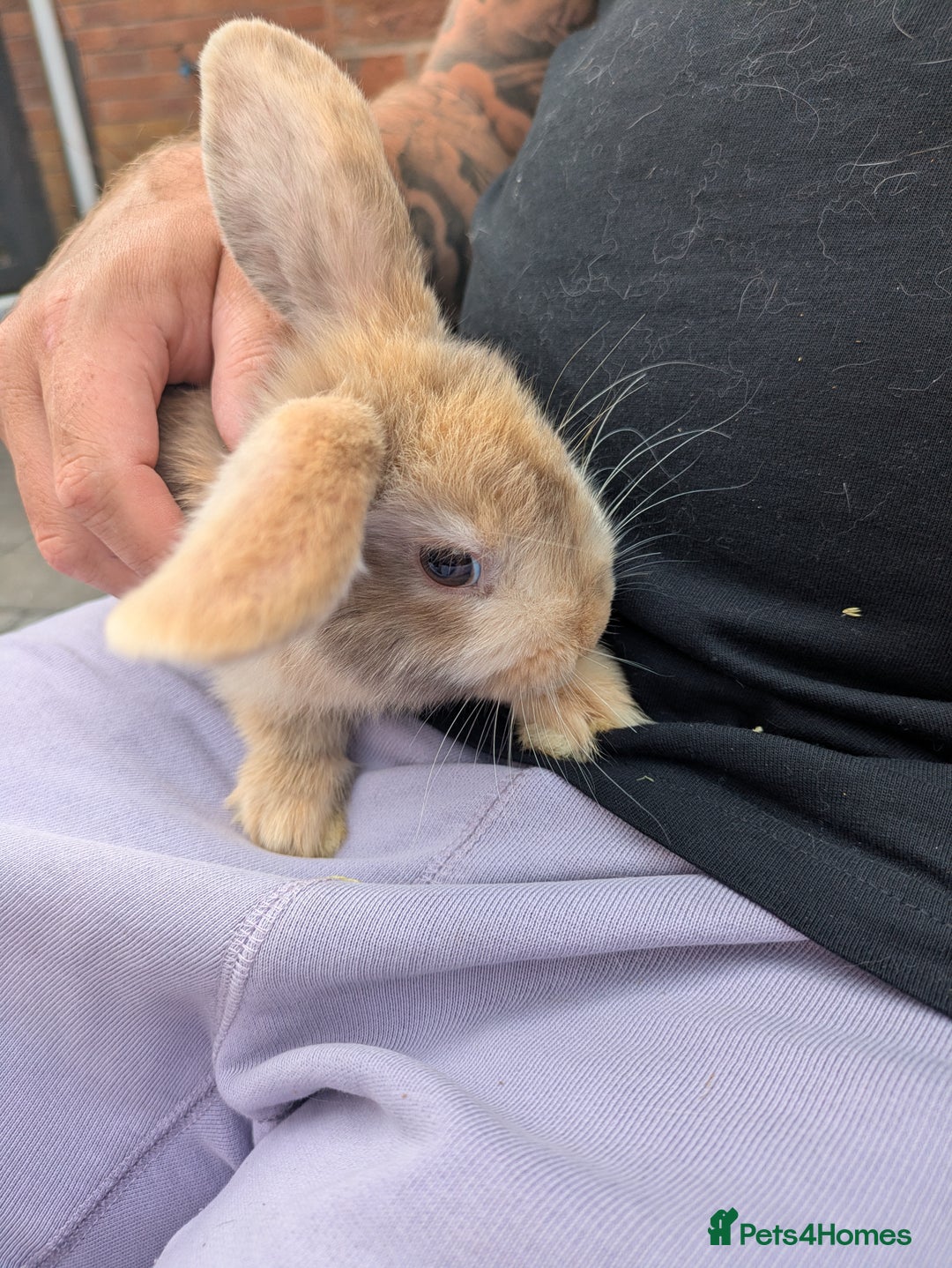 French Lop rabbits for sale: French Lop babies  - Image 3