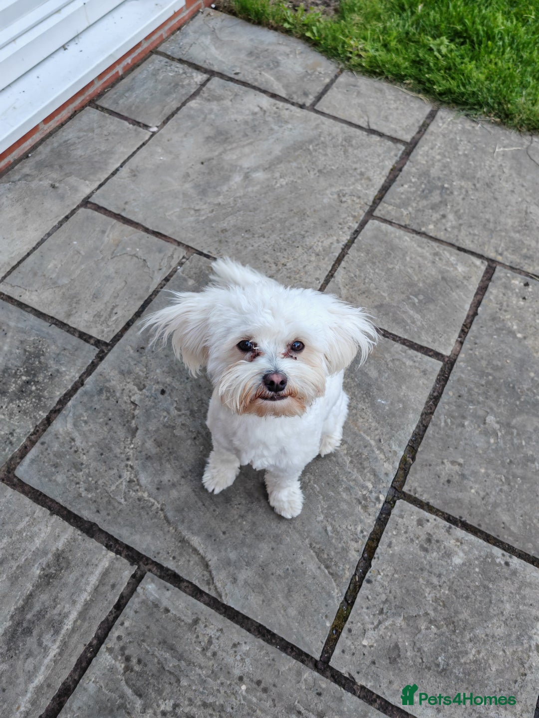 Mixed Breed dogs for sale: Seeking New Home - 9 month Bichon x Chihuahua in Louth - Image 2