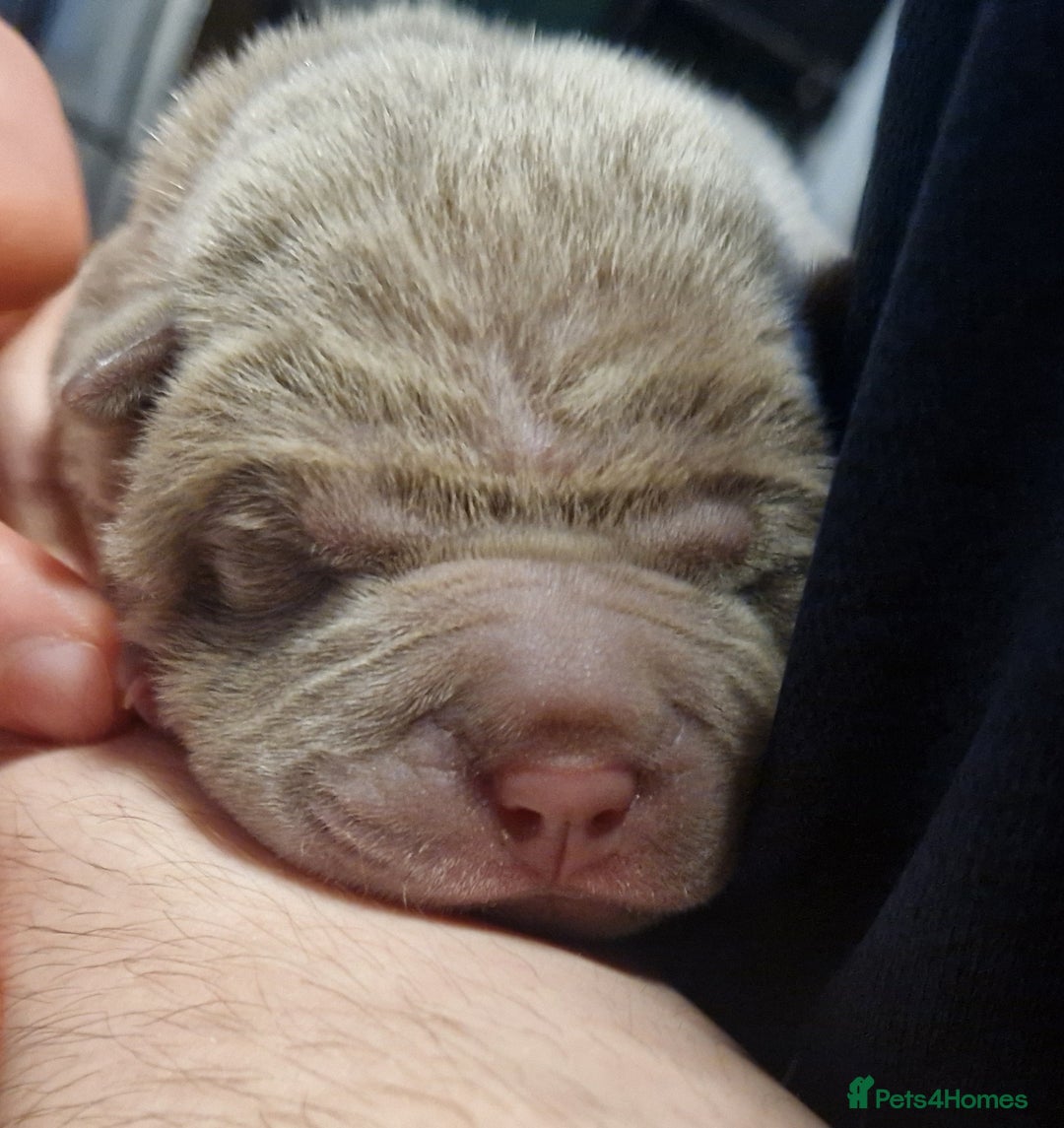 Shar Pei dogs for sale: Male Shar peis - Image 6