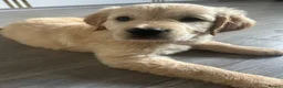 Golden Retriever dogs for sale: Ready now! Cream Golden Retriever KC Reg Puppies - Advert 16