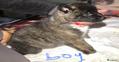 Akita dogs 7 bear faced American Akitas puppies  - Advert 12