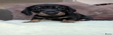 Black and Tan Boy (smooth hair)