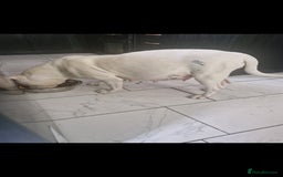 American Bulldog dogs for sale: American  bulldog  pups - Image 3