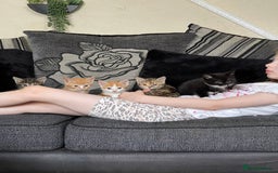 Domestic Shorthair cats for sale: 2 Ginger male kittens available  - Image 8