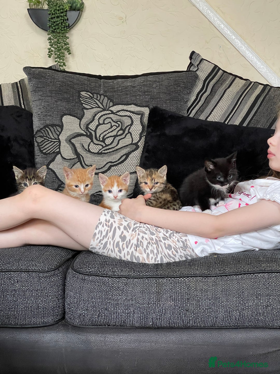 Domestic Shorthair cats for sale: 2 Ginger male kittens available  - Image 8