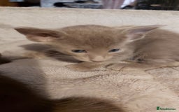 Oriental cats for sale: Full Pedigree Oriental 3 Kittens XL size ears GCCF - Image 28
