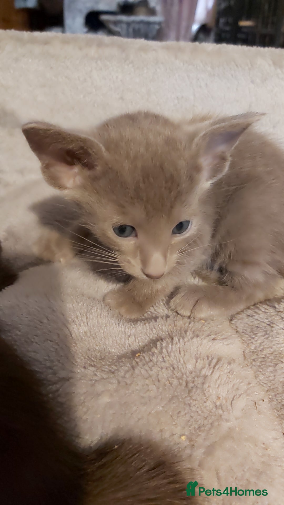 Oriental cats for sale: Full Pedigree Oriental 3 Kittens XL size ears GCCF - Image 28