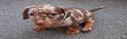 Miniature Dachshund dogs for sale: Miniature Dachshund  - Advert 29