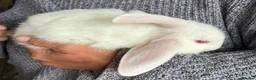 Mixed Breed rabbits for sale: Beautiful Mixed Breed Baby Rabbits  - Advert 5