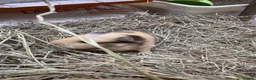 Guinea Pig rodents for sale: 2 wonderful guinea pig very friendly  - Advert 4
