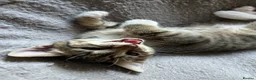 Mixed Breed cats for sale: 4 Gorgeous tabby kittens, 2 with white features - Advert 16