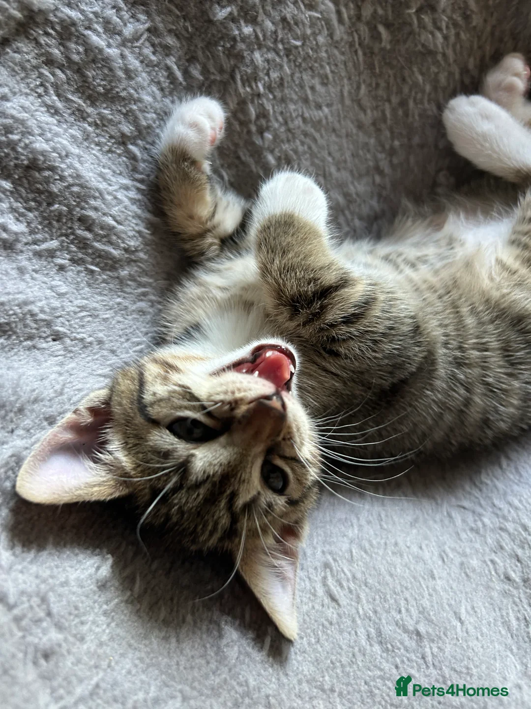 Mixed Breed cats for sale: Only 1 remaining Gorgeous tabby female kitten left - Advert 1