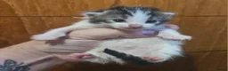 Mixed Breed cats for sale: 2 male kittens  - Advert 11