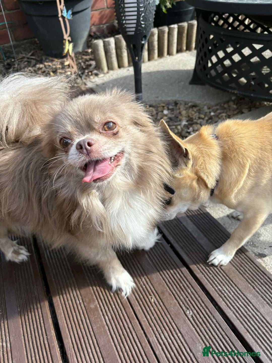 Chihuahua dogs for sale: Beautiful long hair Chihuahua girl for sale - Image 4