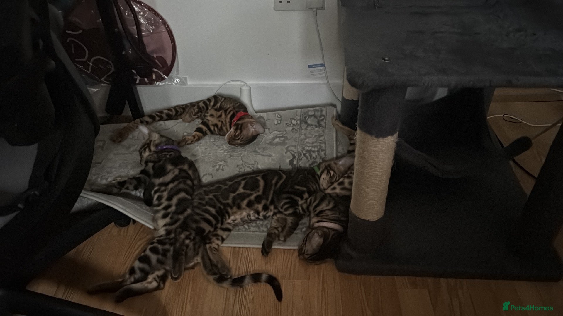 Bengal cats PURE BREED TICA BENGAL READY TO GO! - Advert 5