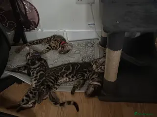 Bengal cats PURE BREED TICA BENGAL READY TO GO! - Advert 5