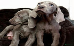 Weimaraner dogs for sale: Stunning Weimaraner pups (KC Registered pedigree)  - Image 12