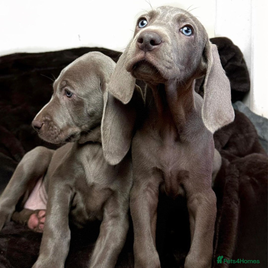 Weimaraner dogs for sale: Stunning Weimaraner pups (KC Registered pedigree)  - Image 12
