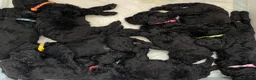 Standard Poodle dogs for sale: West London Standard Poodles - Advert 12