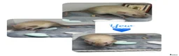 Rat rodents for sale: Baby Dumbo Rats  - Advert 9