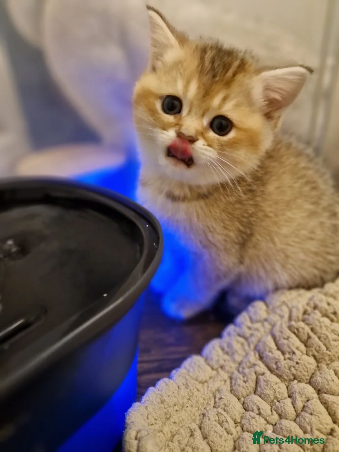 British Shorthair cats for sale: British shorthair silver tipped - Advert 2