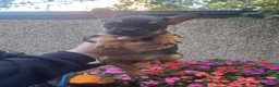 French Bulldog dogs for sale: 5 French bulldog puppies  in Boston - Advert 5