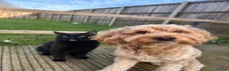 Cockapoo dogs for stud: Cockapoo stud  in Wymondham - Advert 2