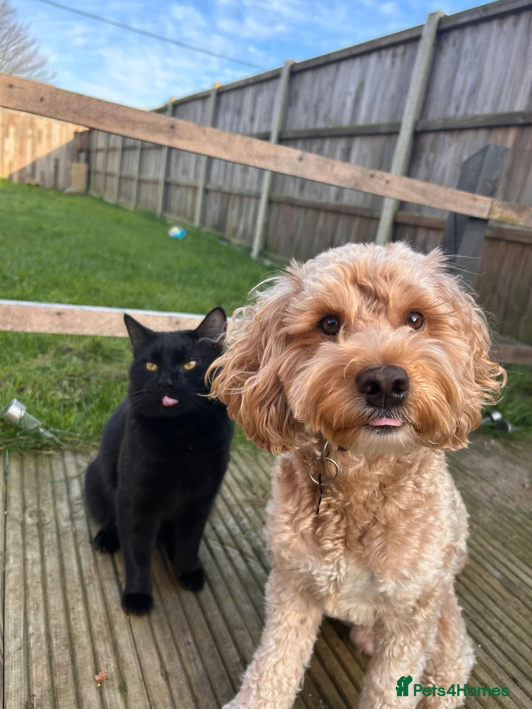 Cockapoo dogs for stud: Cockapoo stud  in Wymondham - Advert 2