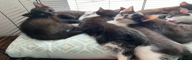 Mixed Breed Kitten 3