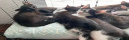 Mixed Breed cats for sale: Kittens for forever homes in Liverpool - Advert 8