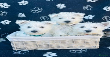 West Highland Terrier dogs - Advert 9
