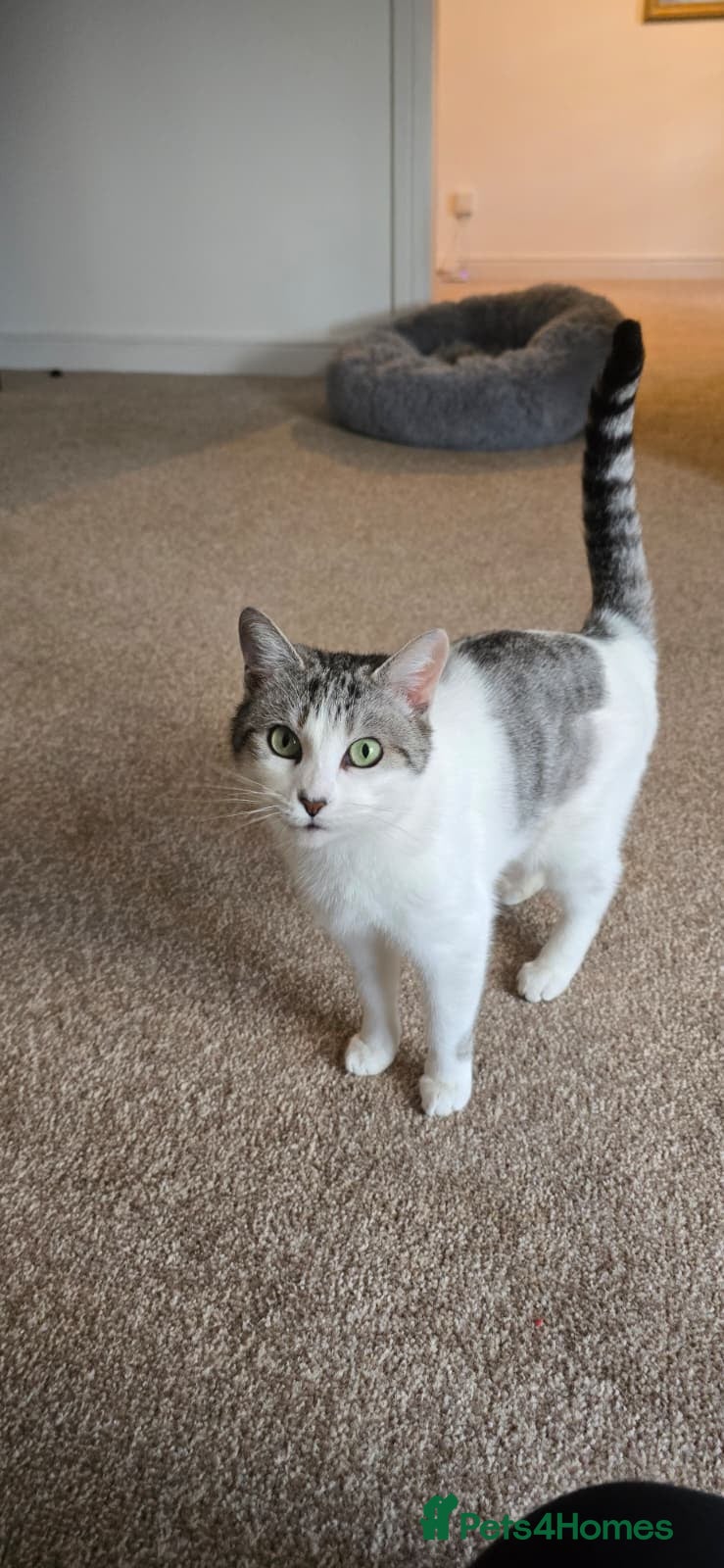 Domestic Shorthair cats Loving Home Wanted for Suzie and Spot Together - Advert 4