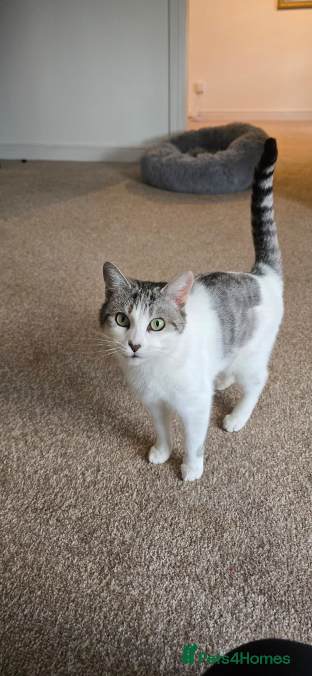 Domestic Shorthair cats for sale: Loving Home Wanted for Suzie and Spot Together - Advert 1