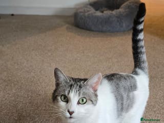 Domestic Shorthair cats Loving Home Wanted for Suzie and Spot Together - Advert 2