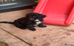 Cockapoo dogs for sale: F1 Puppies for Sale - Image 13