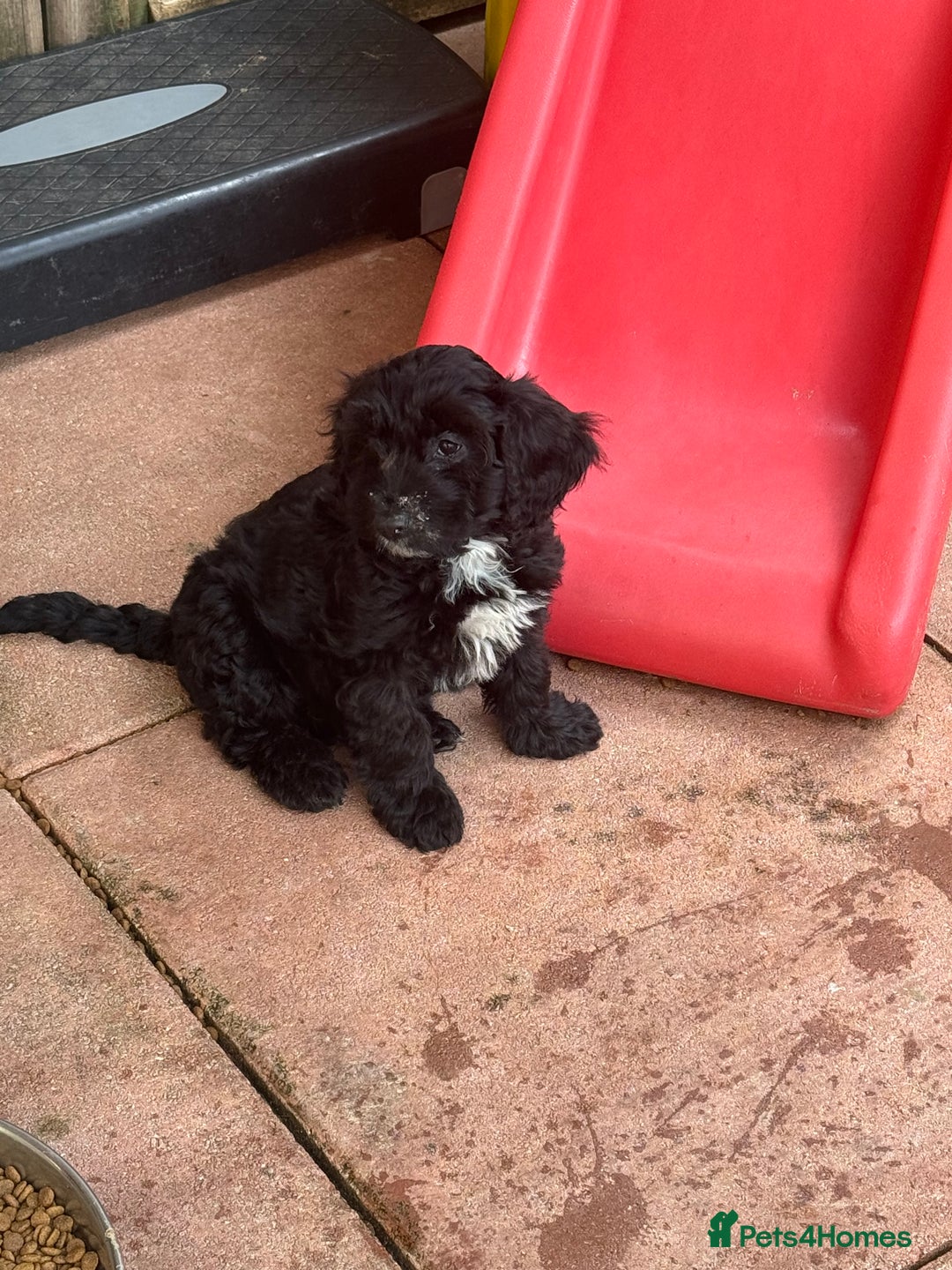 Cockapoo dogs for sale: F1 Puppies for Sale - Image 13
