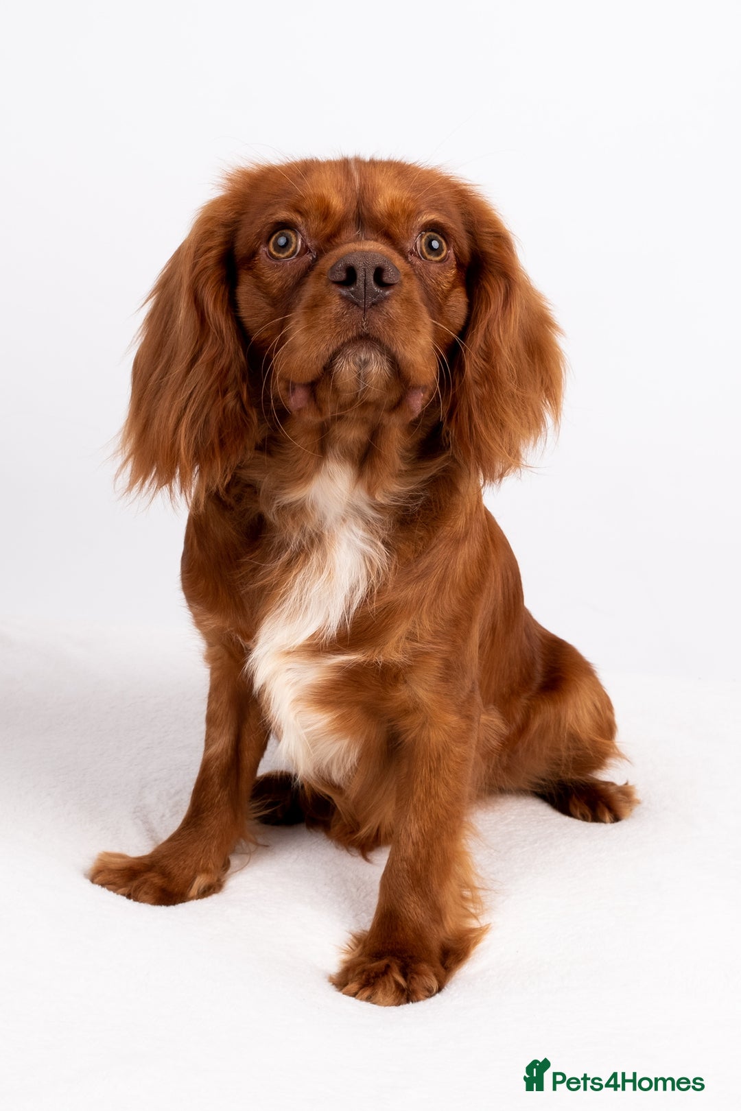 Cavalier King Charles Spaniel dogs for stud: KC REG EXTENSIVELY HEALTH TESTED CHOC RUBY STUD  in Hoddesdon - Image 2