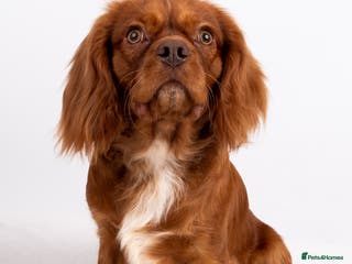 Cavalier King Charles Spaniel dogs KC REG EXTENSIVELY HEALTH TESTED RUBY STUD in Hoddesdon - Advert 11