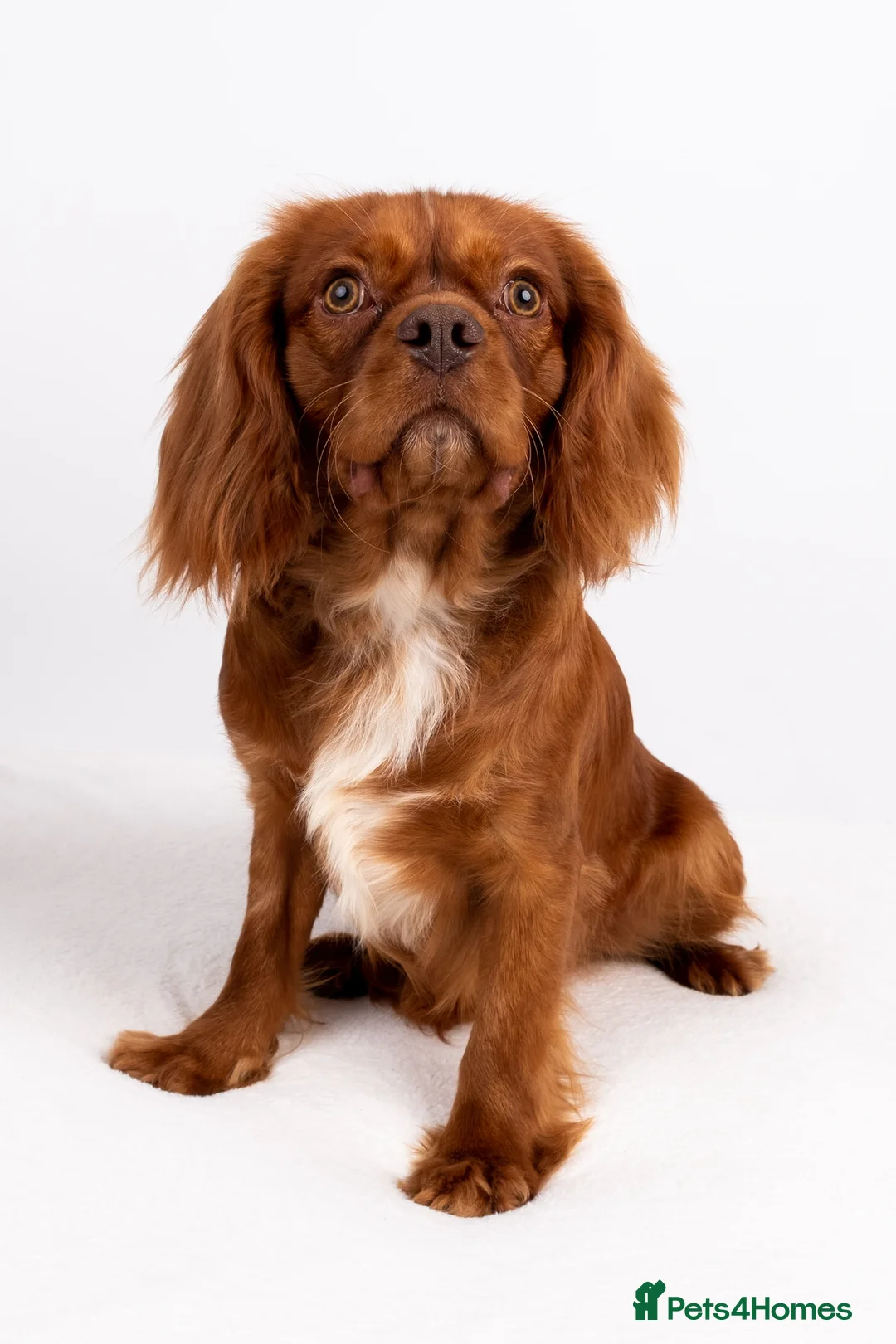 Cavalier King Charles Spaniel dogs for stud: KC REG EXTENSIVELY HEALTH TESTED RUBY STUD  in Hoddesdon - Advert 1