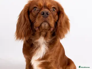 Cavalier King Charles Spaniel dogs KC REG EXTENSIVELY HEALTH TESTED RUBY STUD in Hoddesdon - Advert 1