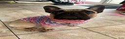 French Bulldog dogs for sale: Female French Bulldog  - Advert 10
