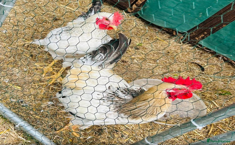 Chickens poultry - Advert 1