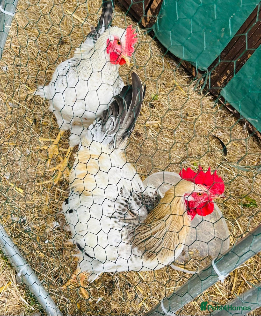 Chickens poultry for sale: Pair Loving Cockerels Need New Home - Image 1