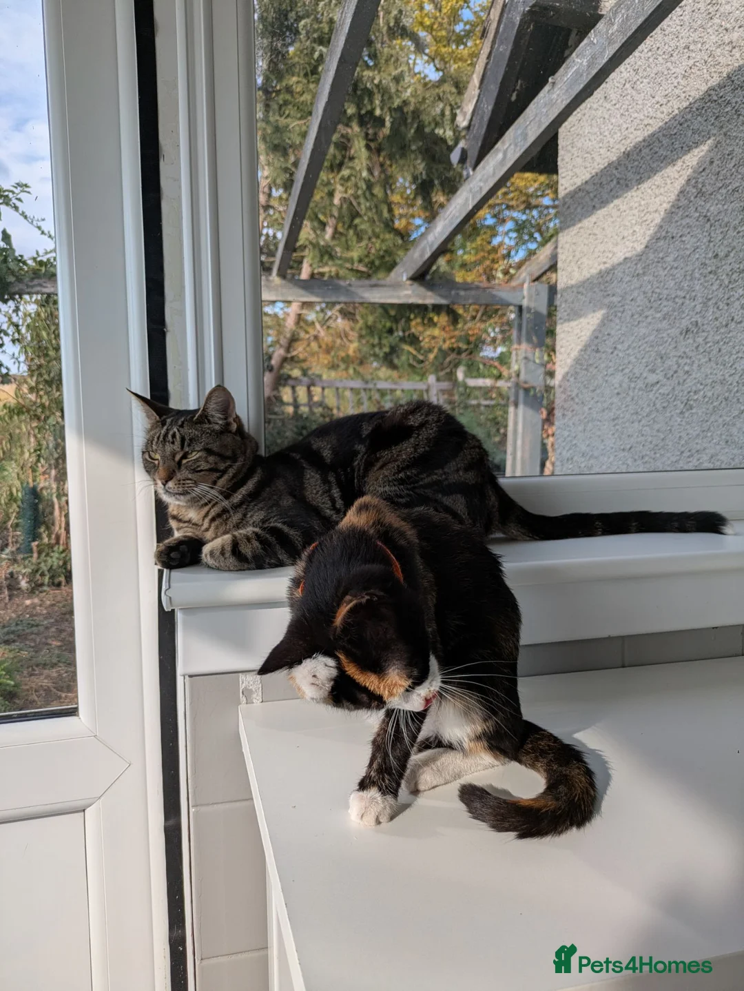 British Shorthair cats for sale: Tortoiseshell kitten - Advert 6