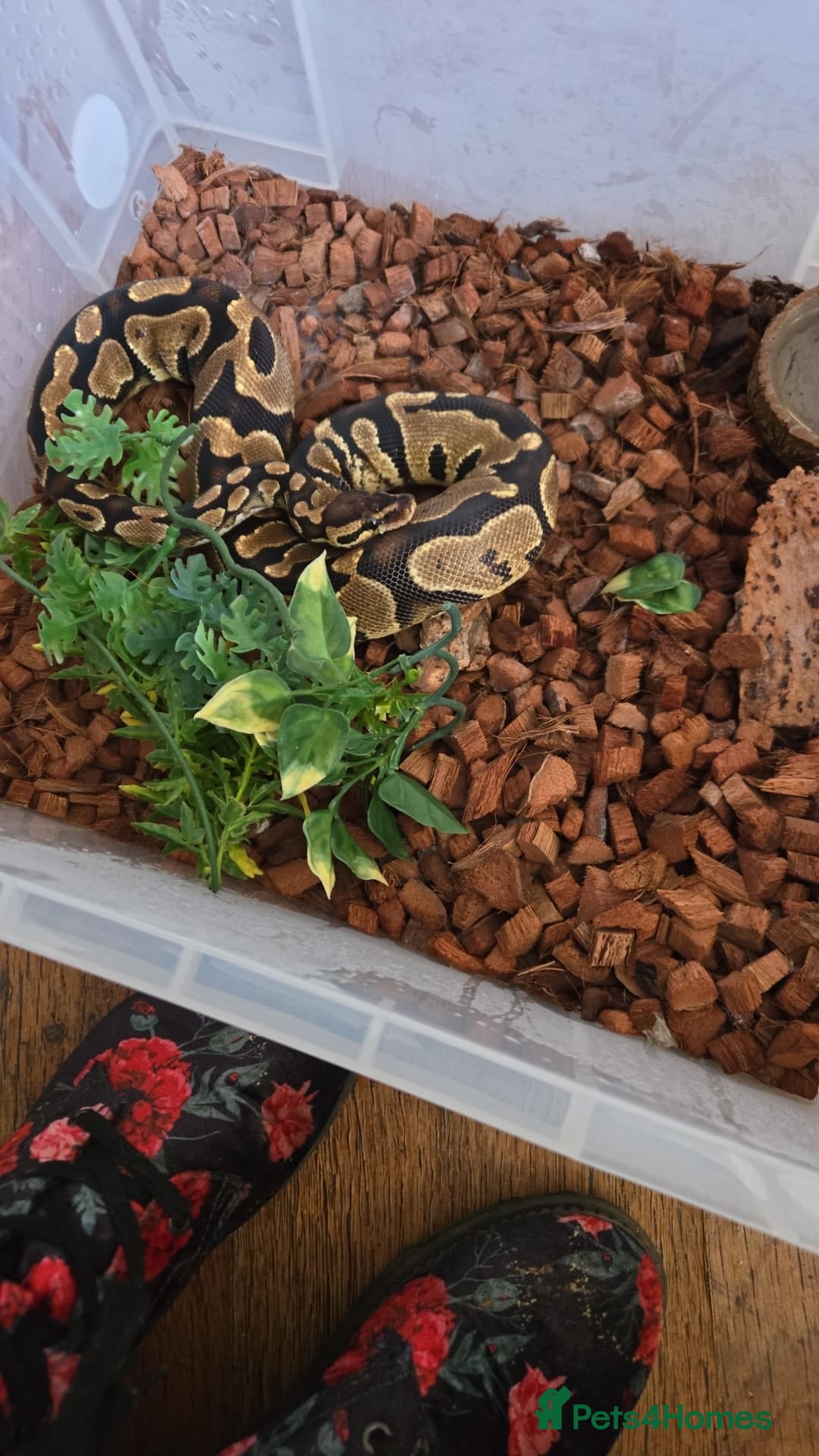 Python Snake reptiles for sale: 2 ball pythons for sale  - Advert 3