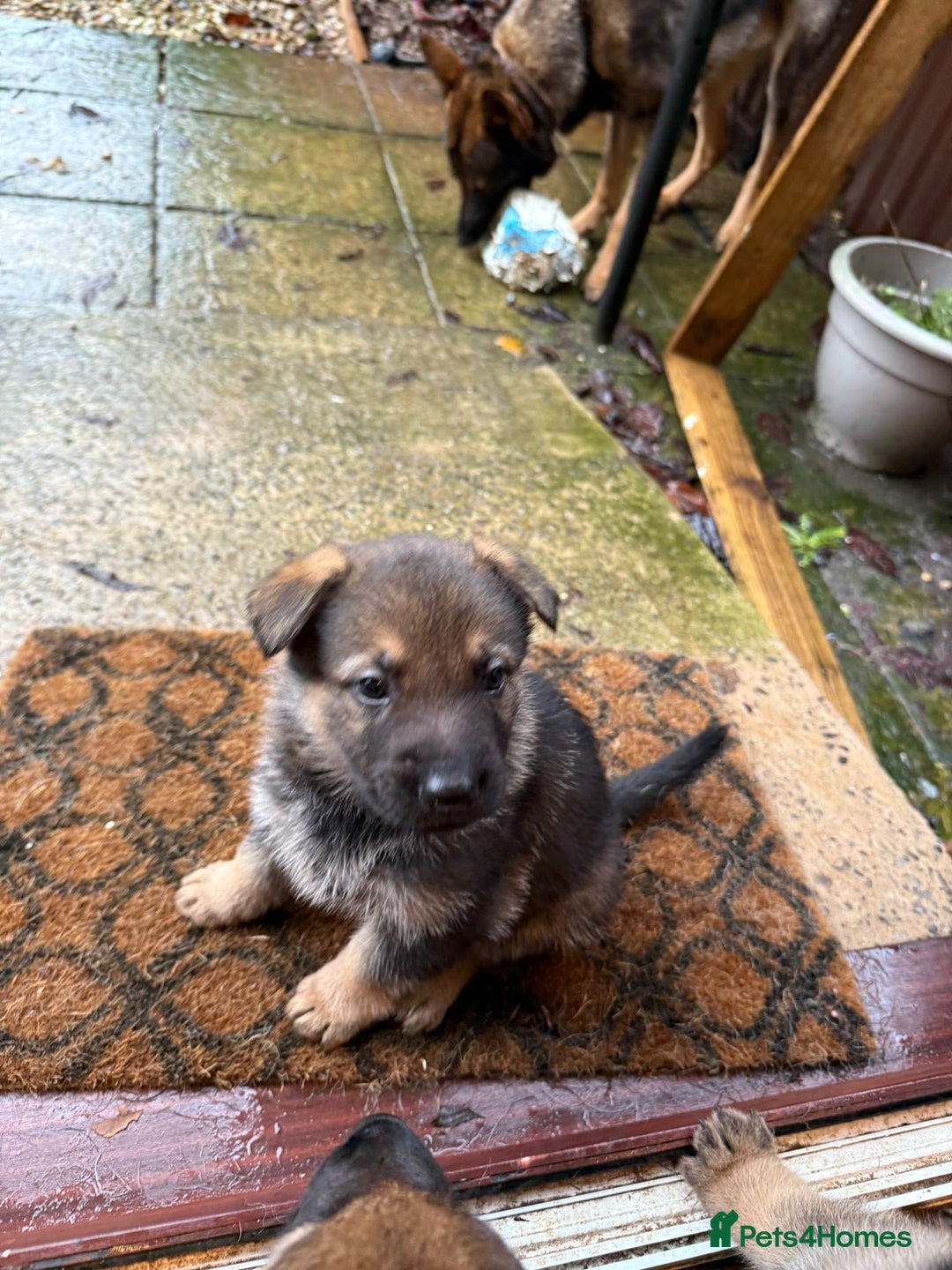 German Shepherd dogs for sale: German shepherd puppies  - Advert 12