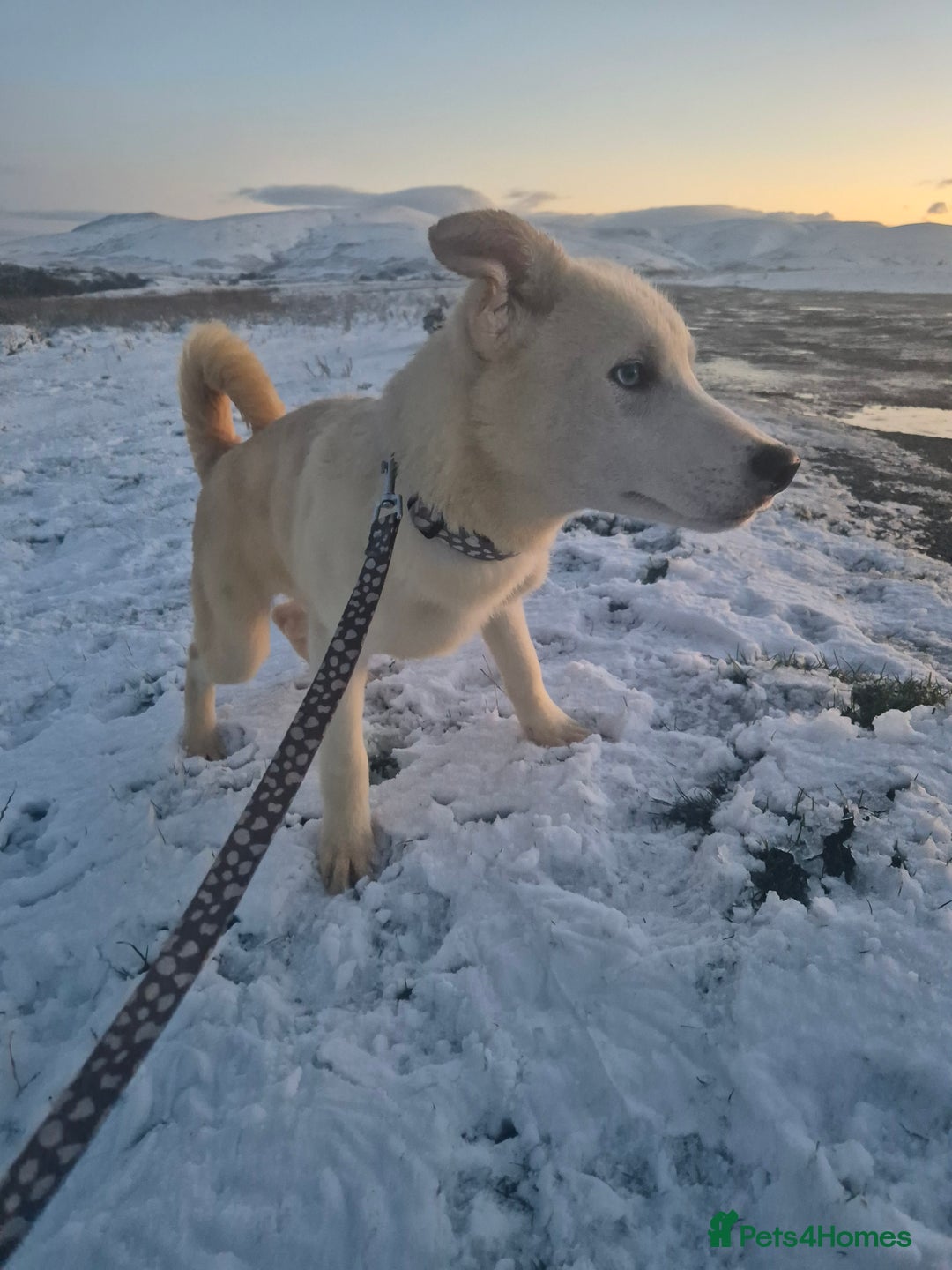 Siberian Husky dogs for sale: Beautiful Husky Looking for Their Forever Homes - Advert 10