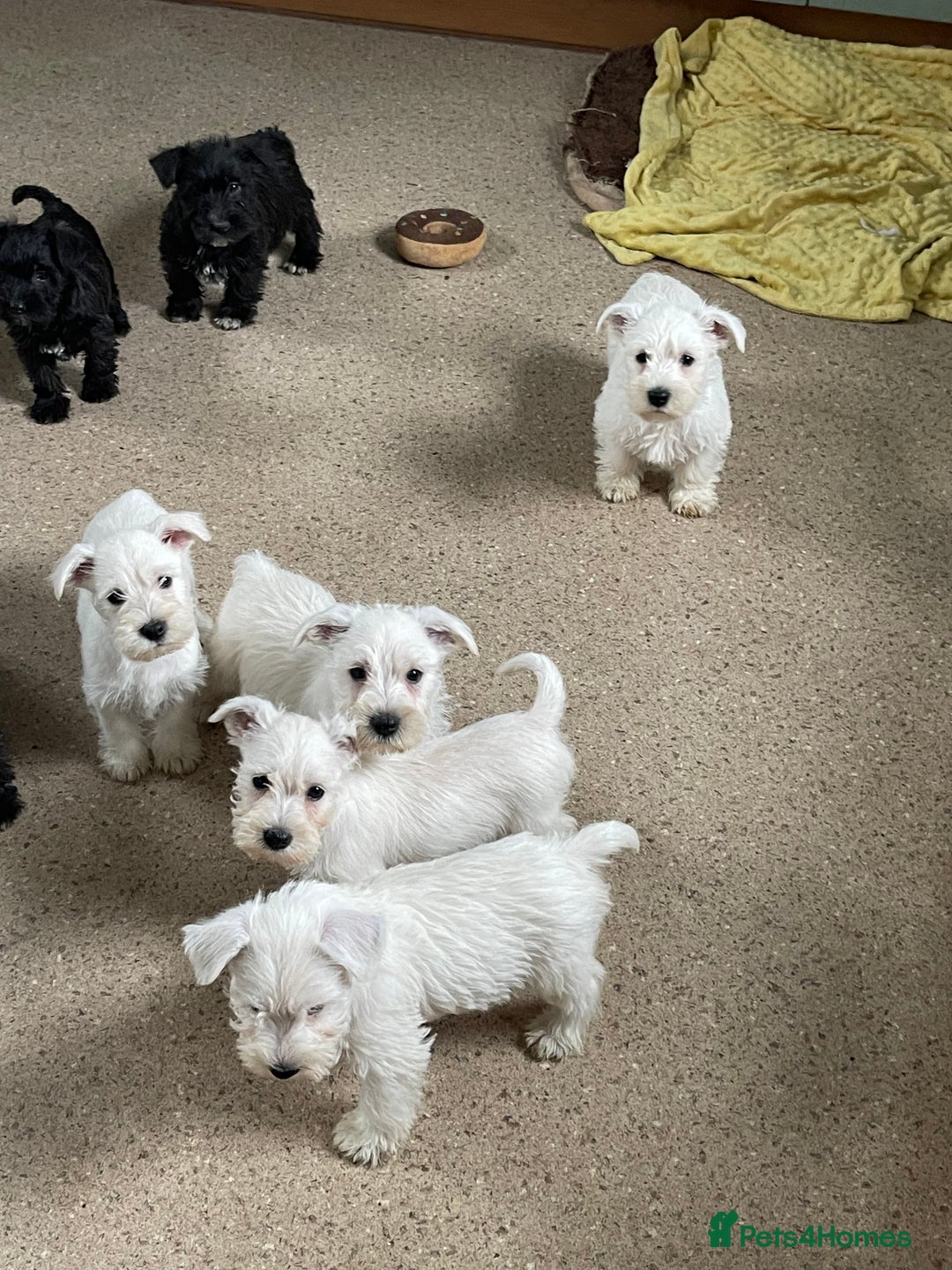 Mixed Breed dogs for sale: Lively litter of Wauzers for sale. - Image 1