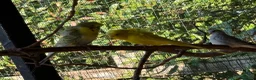 Budgerigars birds for sale: Helicopter Budgies  - Advert 6