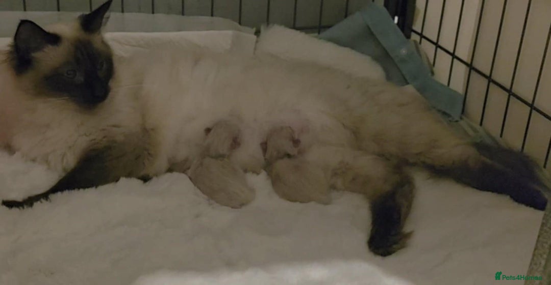 Ragdoll cats for sale: Adorable Seal Point Bicolour Ragdoll Kittenss - Advert 9